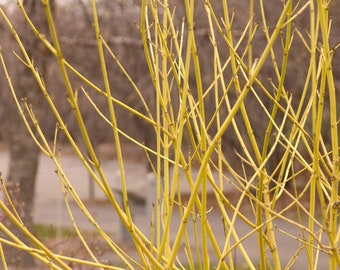 Yellow Twig Dogwood Cuttings (Cornus Sericea)  You choose how many!