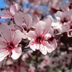 May include: Close-up of delicate pink blossoms with dark red centers and long stamens. The flowers are in full bloom on a branch, with a soft focus background of more blossoms and a blue sky. A beautiful floral display.