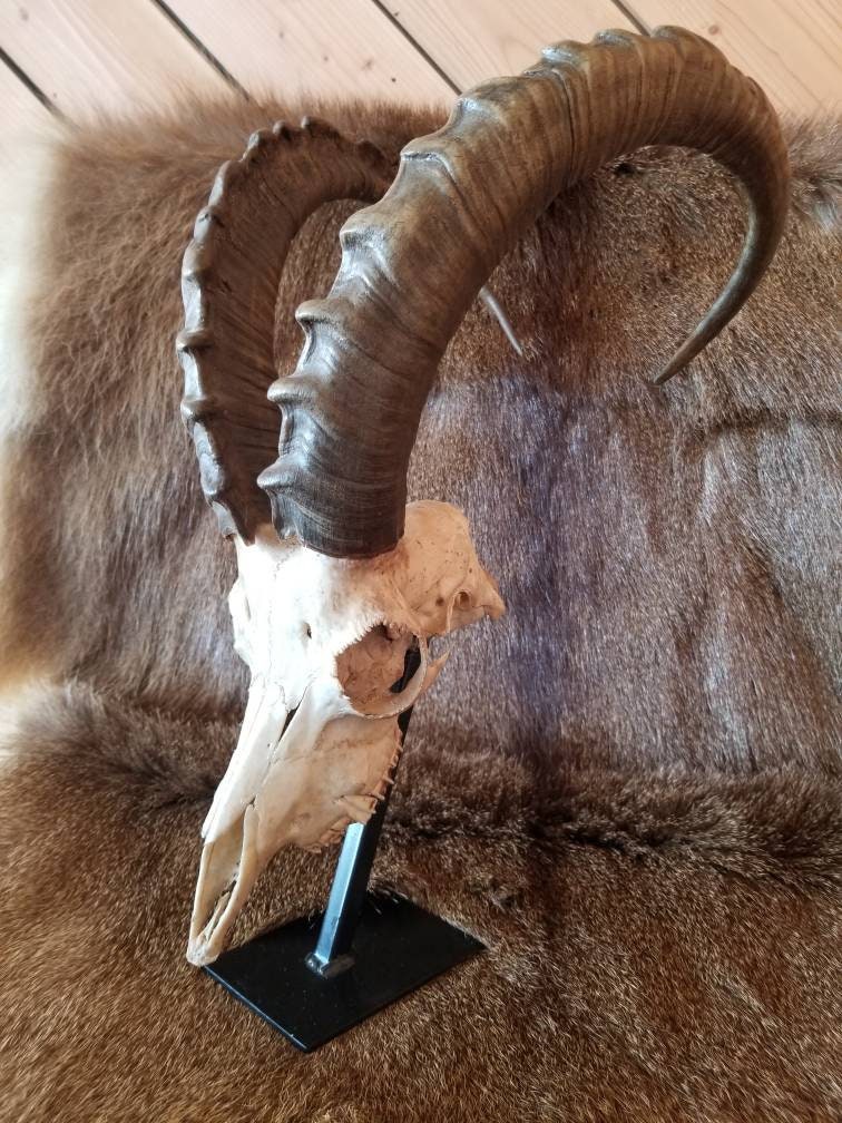 Nubian Ibex Skull | Etsy Ireland