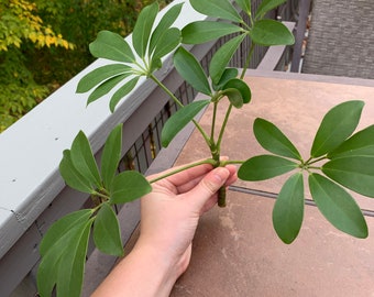 Umbrella Pot Etsy