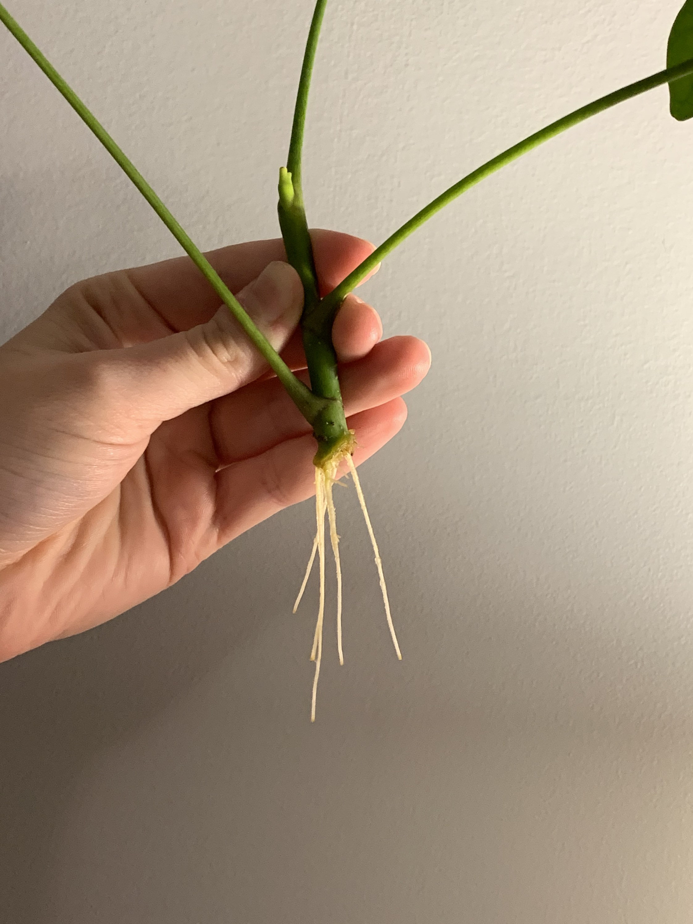 Rooted Umbrella Tree Cutting comes with no pot or soil Etsy