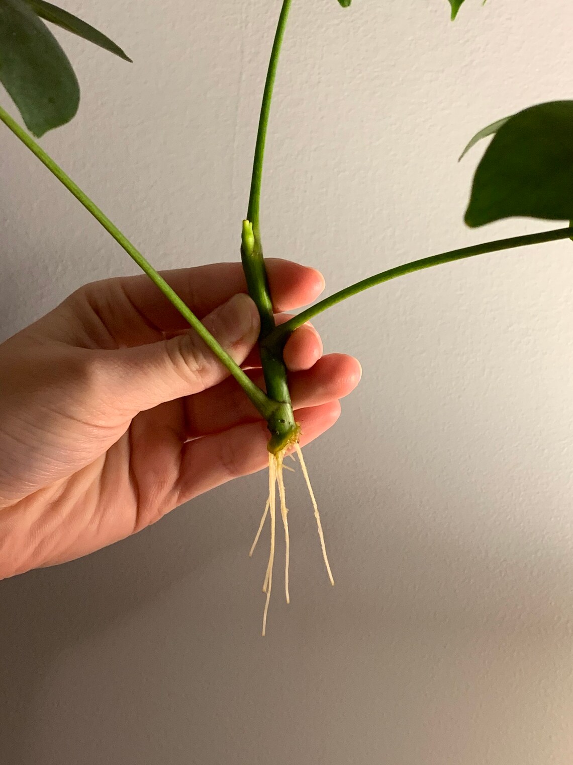 Rooted Umbrella Tree Cutting comes with no pot or soil Etsy