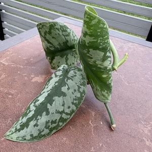 Satin Pothos Cutting