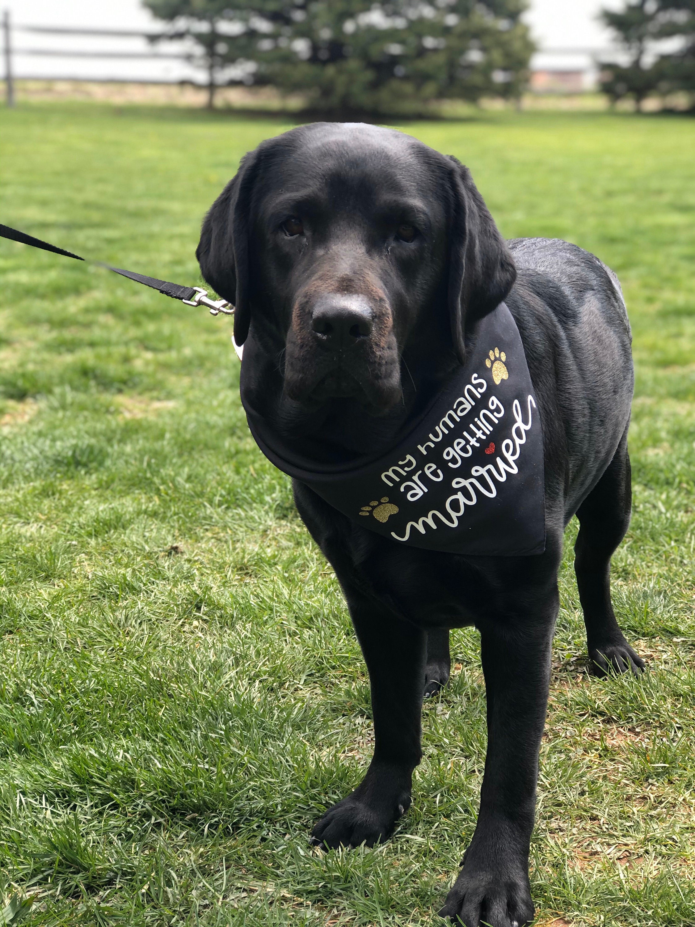 ENGAGEMENT DOG BANDANA Wedding Dog Bandana My Parents Are Etsy