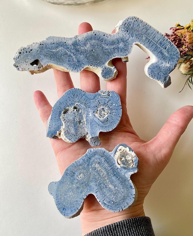 May include: Three irregularly shaped, blue-grey stone specimens with intricate patterns are displayed. The stones have a rough, textured surface and a natural, organic appearance. The specimens are held in a hand.