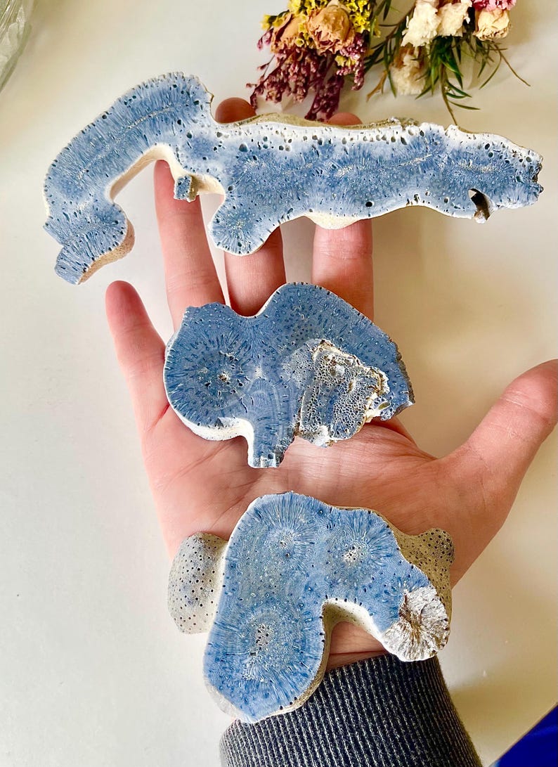 May include: Three irregularly shaped, blue and white coral pieces are displayed in an open hand. The coral has a porous texture and a light blue hue, with white and beige accents. The pieces vary in size and shape, showcasing natural formations.