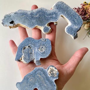 Blue Fossil Coral Slice, Heliopora Coerulea, Natural Crystal Healing image 9