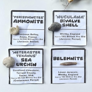May include: Four fossil specimens displayed on white cards with black text. The fossils include a Perisphinctes ammonite, a Nuculana bivalve shell, a Heteraster texanus sea urchin, and a belemnite, each labeled with its origin and geological age.