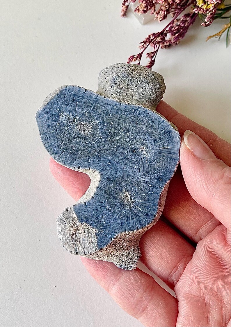 May include: A piece of natural coral with a striking blue hue, showcasing intricate patterns and textures. The coral is held in a hand, with a white background and dried flowers in the background. The coral is approximately 4 inches long.