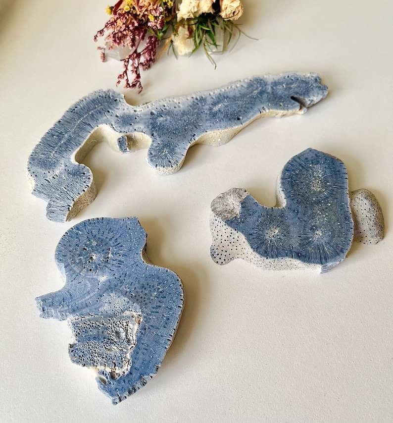 May include: Three pieces of blue coral, each with a unique shape and texture, are displayed on a white surface. The coral has a porous structure and a light blue hue, with some areas of white. Dried flowers are in the background.