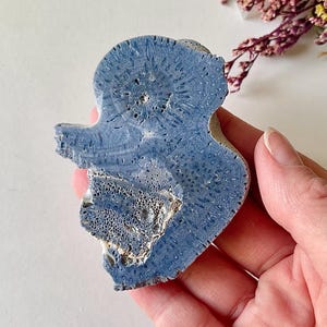 Blue Fossil Coral Slice, Heliopora Coerulea, Natural Crystal Healing image 4