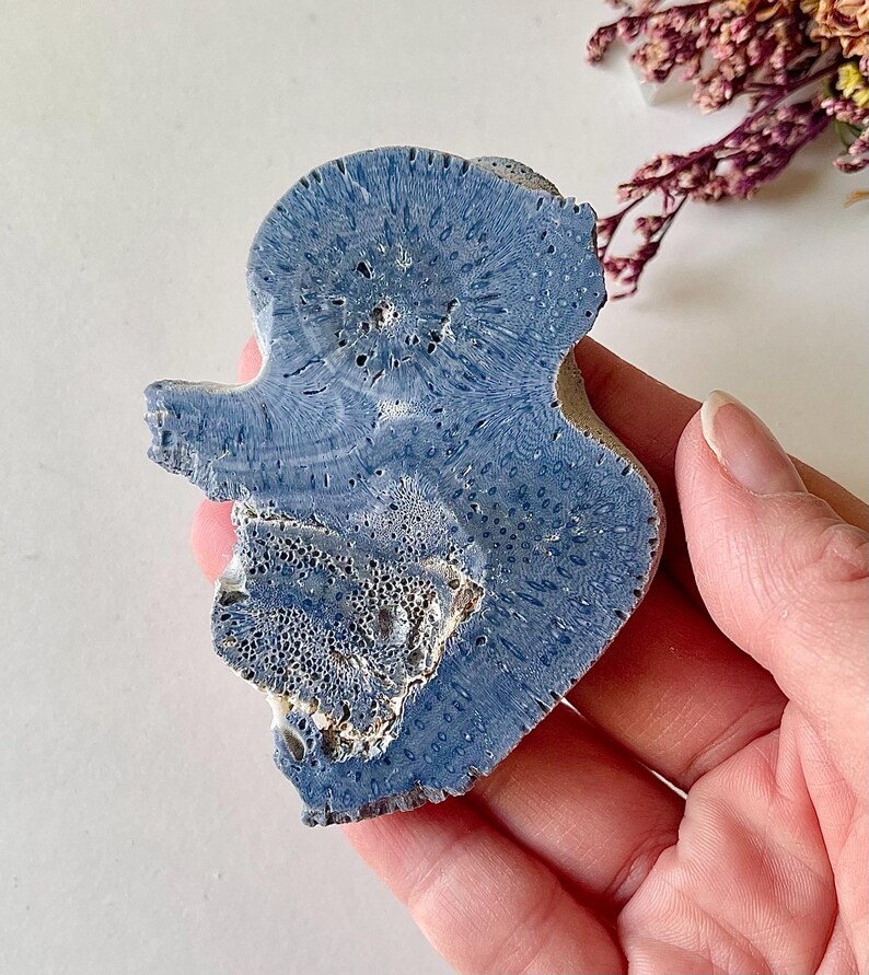 Blue Fossil Coral Slice, Heliopora Coerulea, Natural Crystal Healing image 4