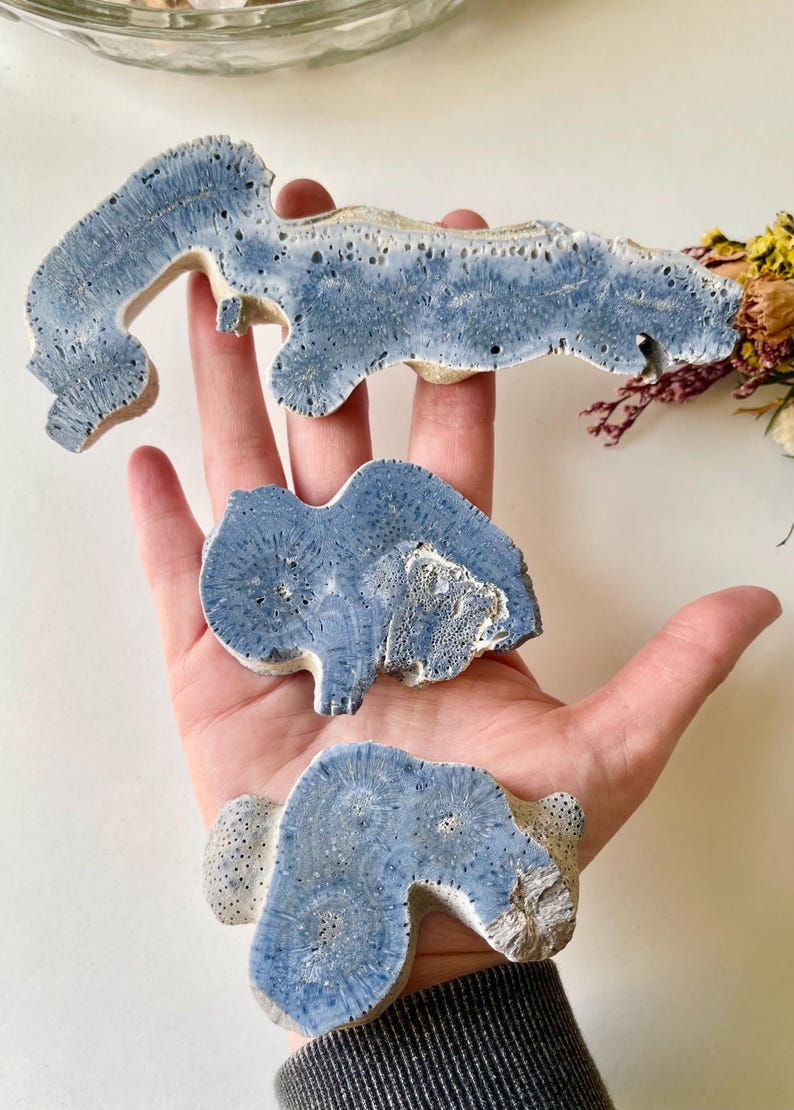May include: Three pieces of blue coral are displayed. The coral has a porous texture and a light blue color. The pieces are held in a hand, showcasing their unique shapes and natural beauty. The coral is a decorative item.