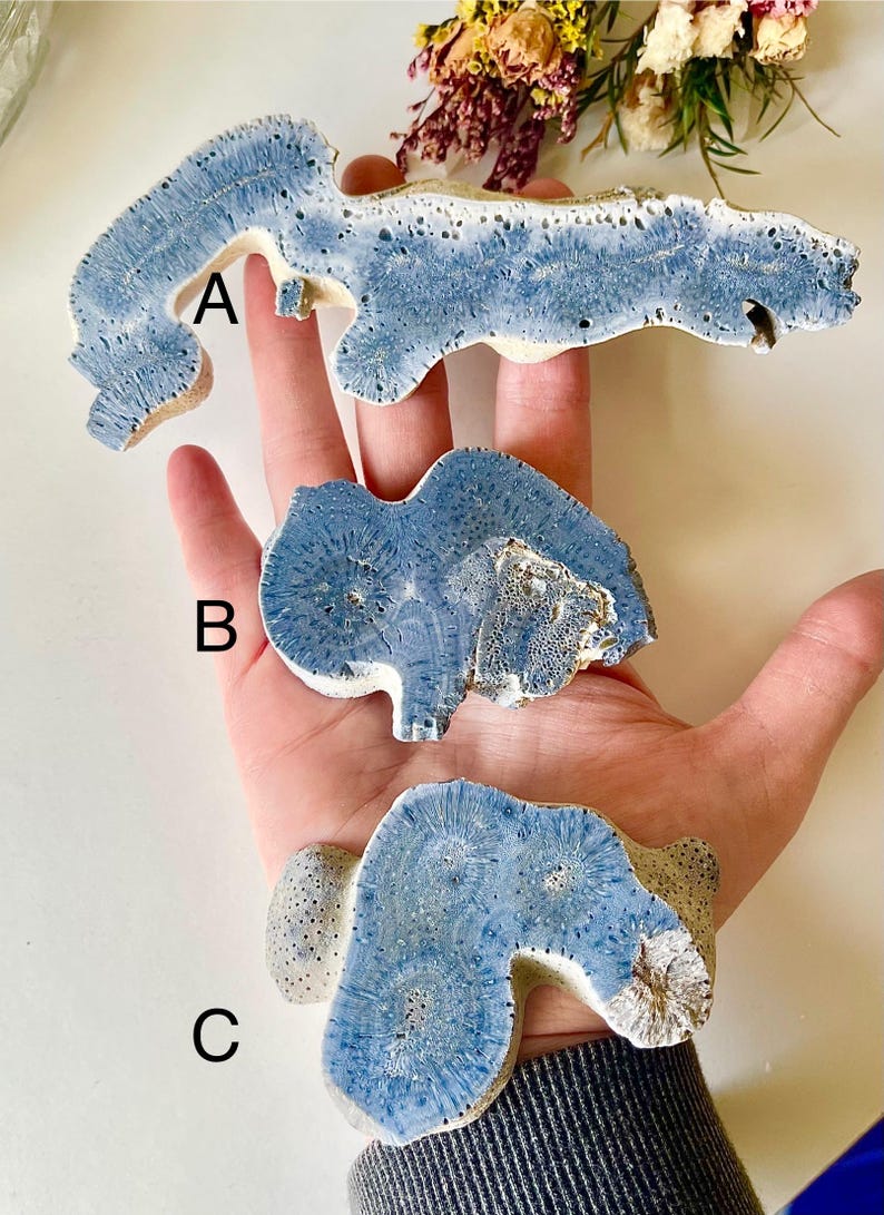 May include: Three pieces of blue and white coral are displayed. The coral pieces have a porous texture and irregular shapes. The coral is held in a hand against a white background. Dried flowers are in the background.