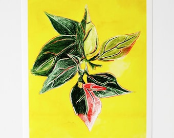 Professional quality 23 × 20 cm color print, limited edition, scan of a tomato leaf drawing - Lycopersicon II