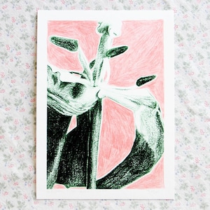 Tulipe II - tirage d’art sur papier - retouches au pastel gras ou crayon de couleur - édition limitée - 18 × 13 cm ou 24 × 18 cm