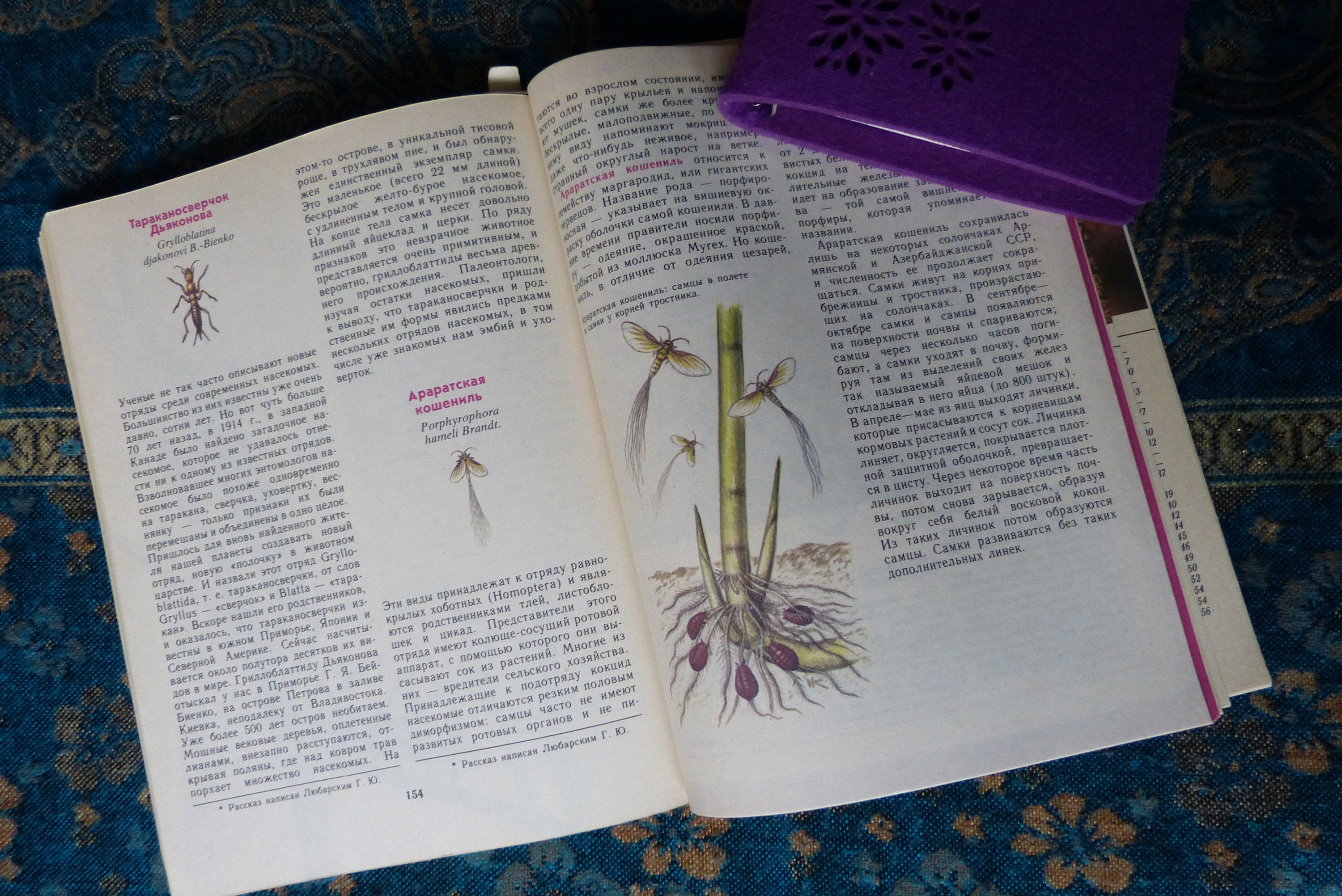 Red Book Butterflies Bugs Bees Bumblebees Dragonflies and Etsy