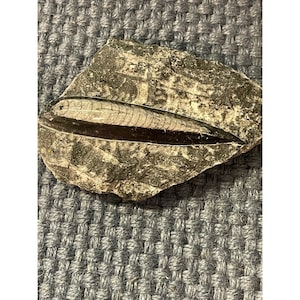 Rough Rock Orthoceras Squid Fossil Nice Detail 400 Million Years Ago    HG5