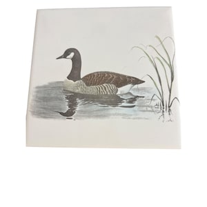 May include: A vintage illustration of a Canada goose swimming in a lake with tall green reeds in the background.