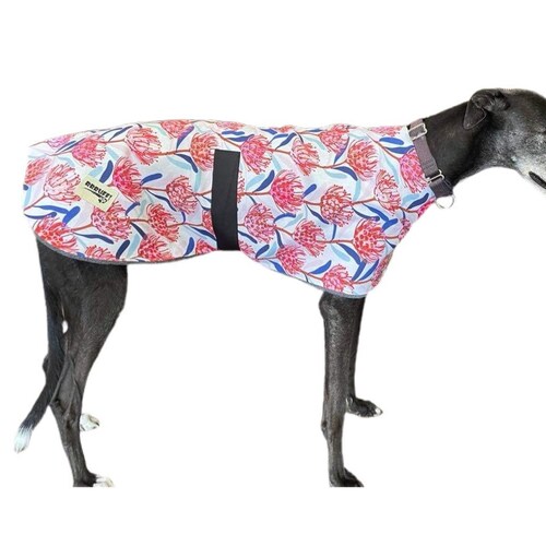 designer whippet coats
