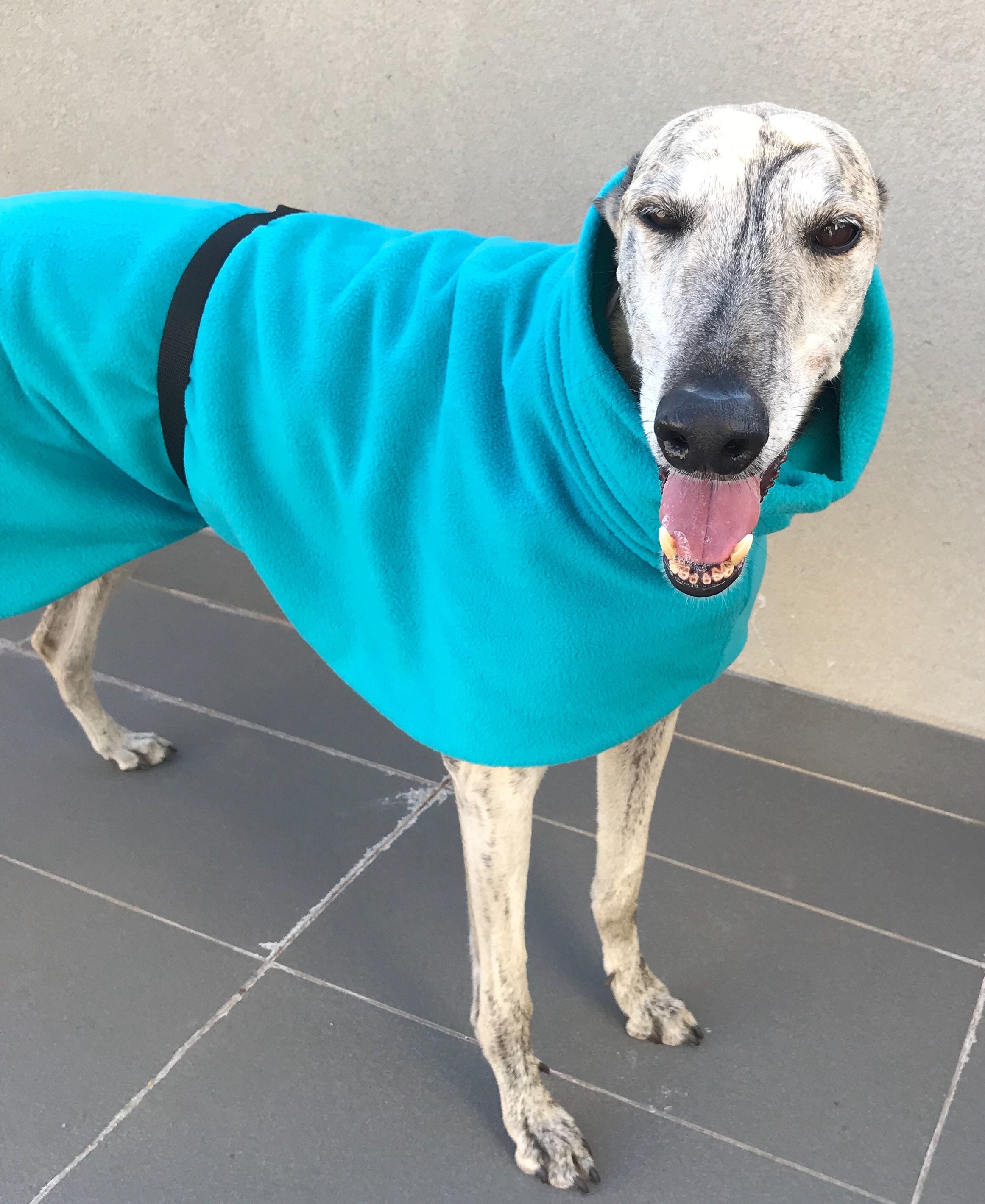 Striking Greyhound deluxe dog coat in warm & thick plush Etsy