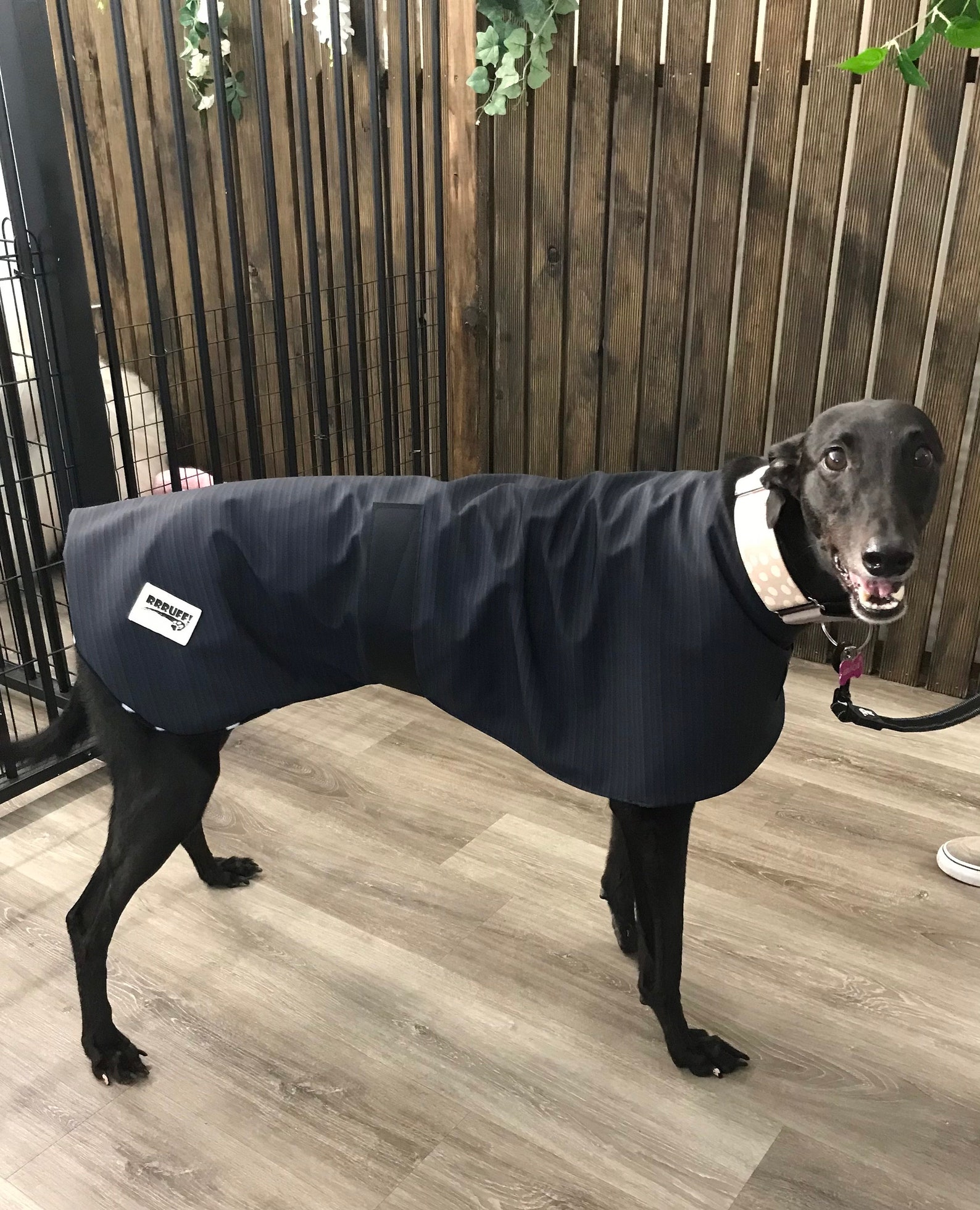 6+ Genius Raincoats For Dogs To Stay Dry In Style