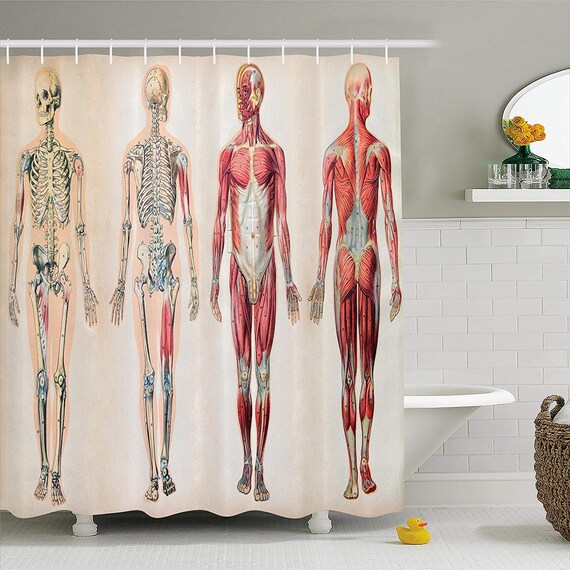 Human Anatomy Shower Curtain Vintage Chart Of Body Front Back Etsy