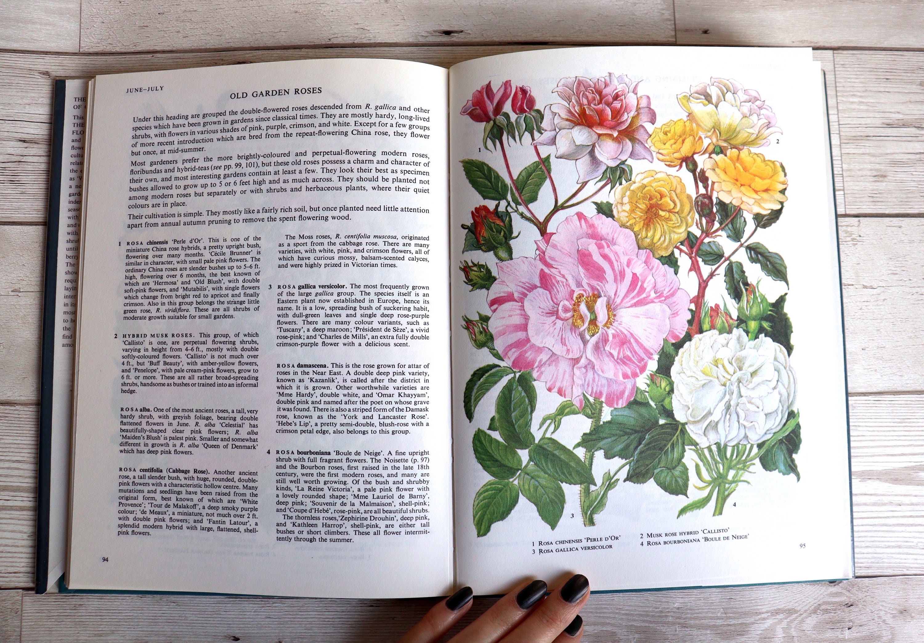 Illustrated the Oxford Book of Garden Flowers Botanical Etsy