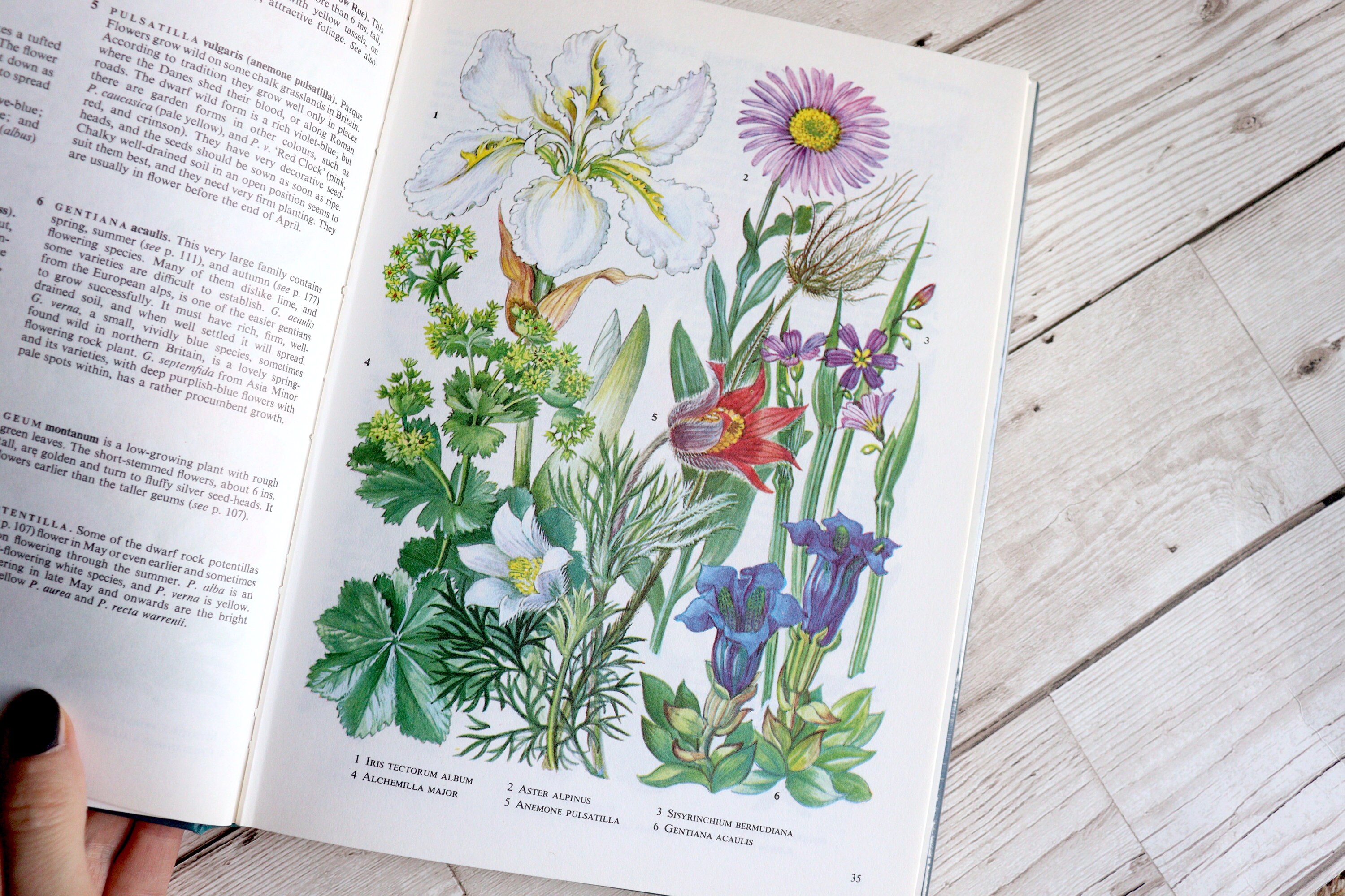 Illustrated the Oxford Book of Garden Flowers Botanical Etsy