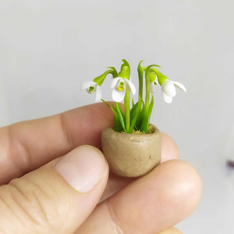 Купить Живые Подснежники В Горшке В Мурманске