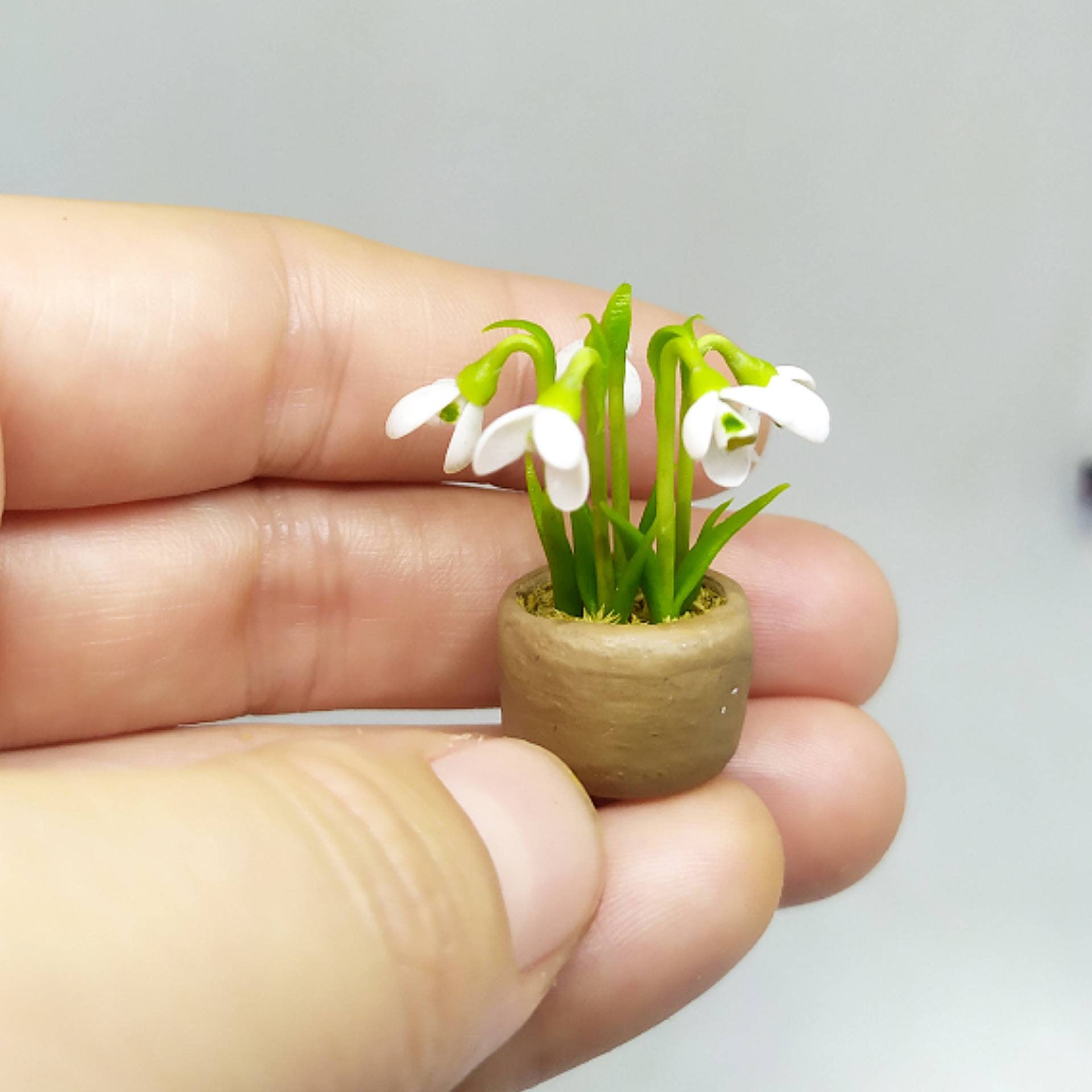 Купить Живые Подснежники В Горшке В Мурманске