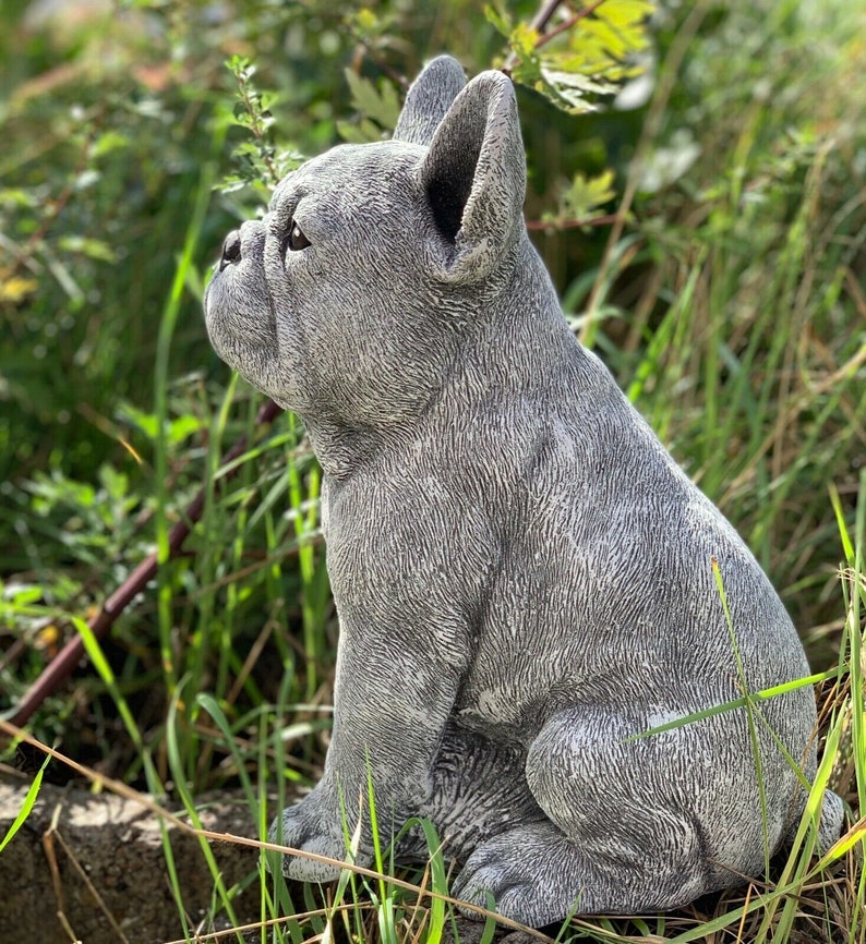 Hunaja Kaunis ranskanbulldoggi iso patsas Frenchie Betonikuva 3