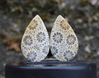 Fossilized coral pair