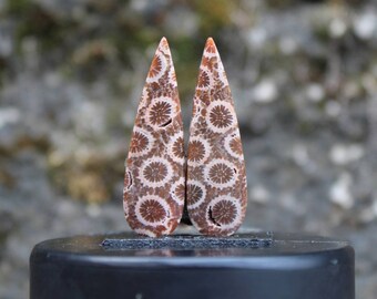 Fossil coral pair