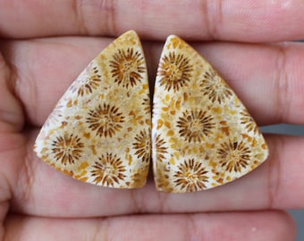 Fossil coral pair