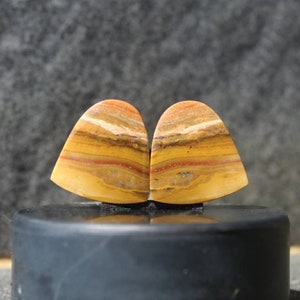 Petrified wood pair