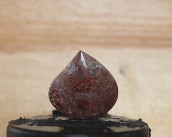 fossil coral cabochon