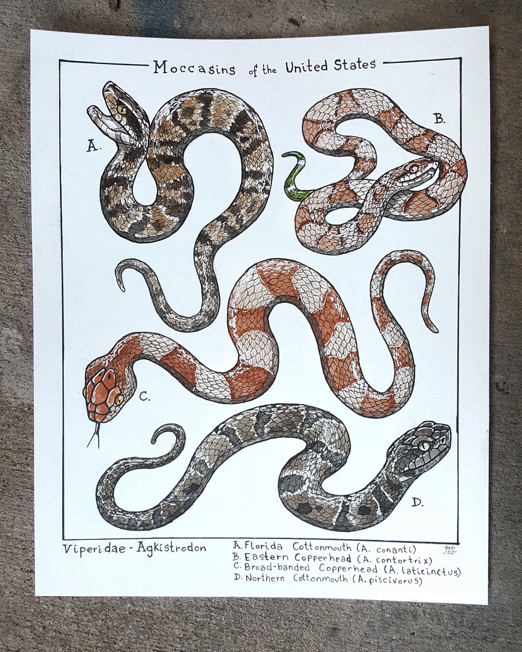 Copperhead Snake for sale Only 4 left at 65