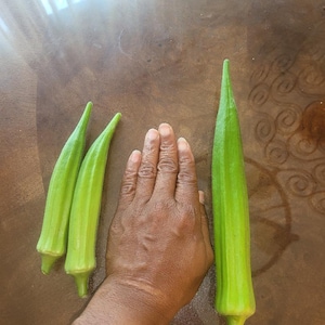 May include: Three fresh, green okra pods are displayed on a brown wooden surface. One pod is significantly longer than the other two. A hand is placed next to the okra for size comparison. The okra pods have a tapered shape.