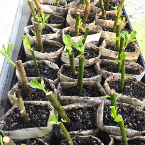 May include: A collection of plant cuttings planted in individual white fabric nursery bags filled with dark potting soil. Each cutting is a woody stem with small, bright green leaves emerging from the top, arranged in a grid pattern.