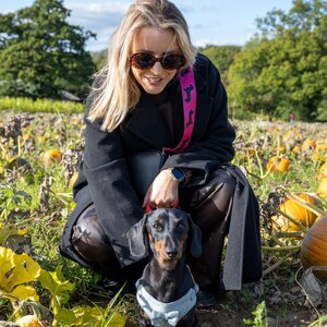 May include: A woman wearing a black coat and sunglasses is squatting in a pumpkin patch with a black and brown dachshund wearing a blue and white harness.