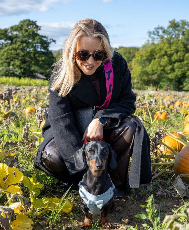 May include: A woman wearing a black coat and sunglasses is squatting in a pumpkin patch with a black and brown dachshund wearing a blue and white harness.