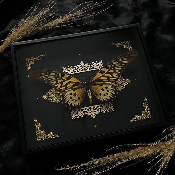 Real framed Papilio antimachus rare butterfly african giant swallowtail specimen insect gothic baroque ornaments entomology oddity taxidermy