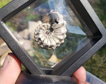 Pyritized Ammonite from Russia