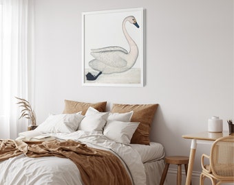 Swan Fine Art Swedish Bird Print by Olof Rudbeck