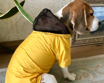raincoat for beagle