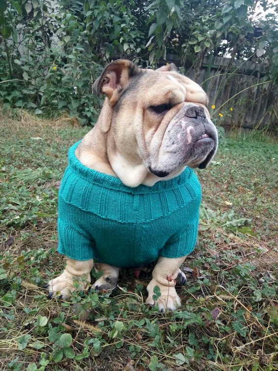 dog sweaters for english bulldogs