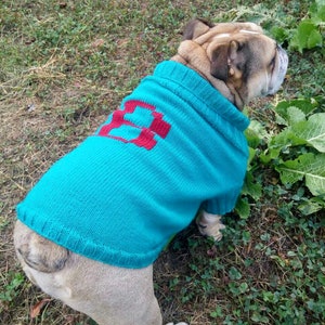 May include: A bulldog wearing a teal blue sweater with a red embroidered letter "B" on the chest.