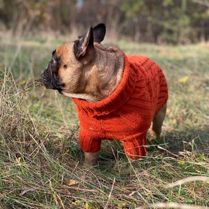 Pu&ograve; includere: Un bulldog francese marrone e nero con un maglione lavorato a maglia arancione brillante. Il cane &egrave; in piedi in un campo erboso con uno sfondo sfocato di alberi. Il maglione copre il corpo e le zampe del cane.