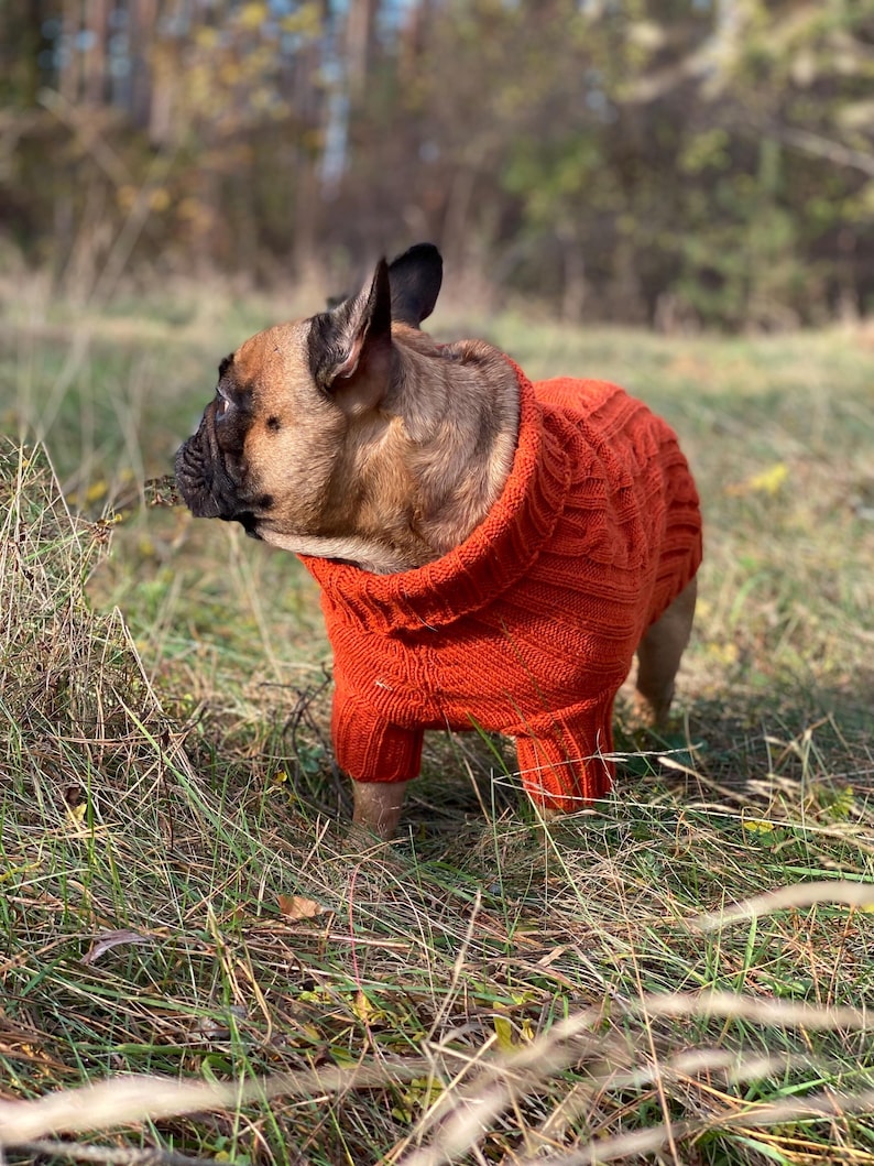 Pu&ograve; includere: Un bulldog francese marrone e nero con un maglione lavorato a maglia arancione brillante. Il cane &egrave; in piedi in un campo erboso con uno sfondo sfocato di alberi. Il maglione copre il corpo e le zampe del cane.